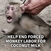 Help End Forced Monkey Labor for Coconut Milk
