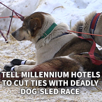 Tell Millennium Hotels to Cut Ties With Deadly Dog-Sled Race