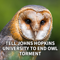 Tell Johns Hopkins University to End Owl Torment