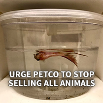 Urge Petco to Stop Selling All Animals