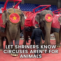 LET SHRINERS KNOW CIRCUSES AREN’T FOR ANIMALS
