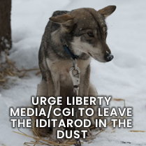 URGE LIBERTY MEDIA/CGI TO LEAVE THE IDITAROD IN THE DUST