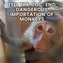 TELL THE CDC: END DANGEROUS IMPORTATION OF MONKEYS