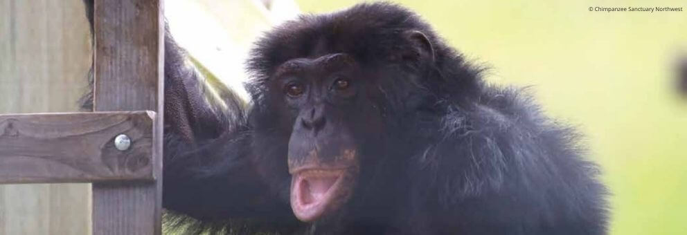 Animals are not ours to use for entertainment