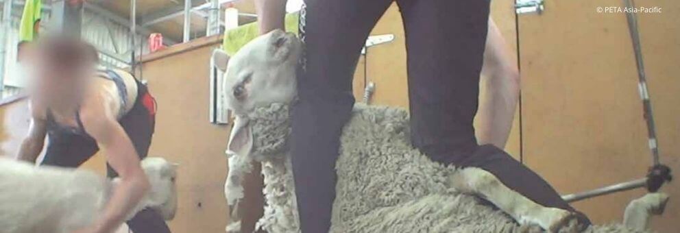 Animals are not ours to wear