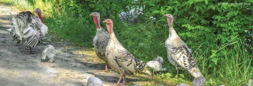 Animals are not ours to eat