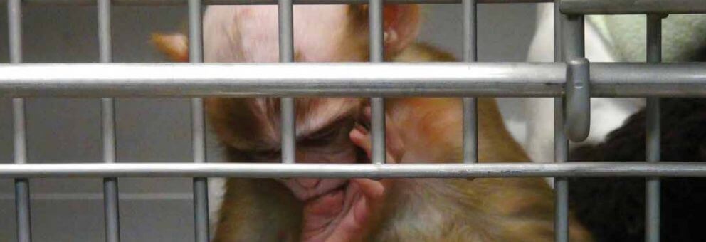 Animals are not ours to experiment on